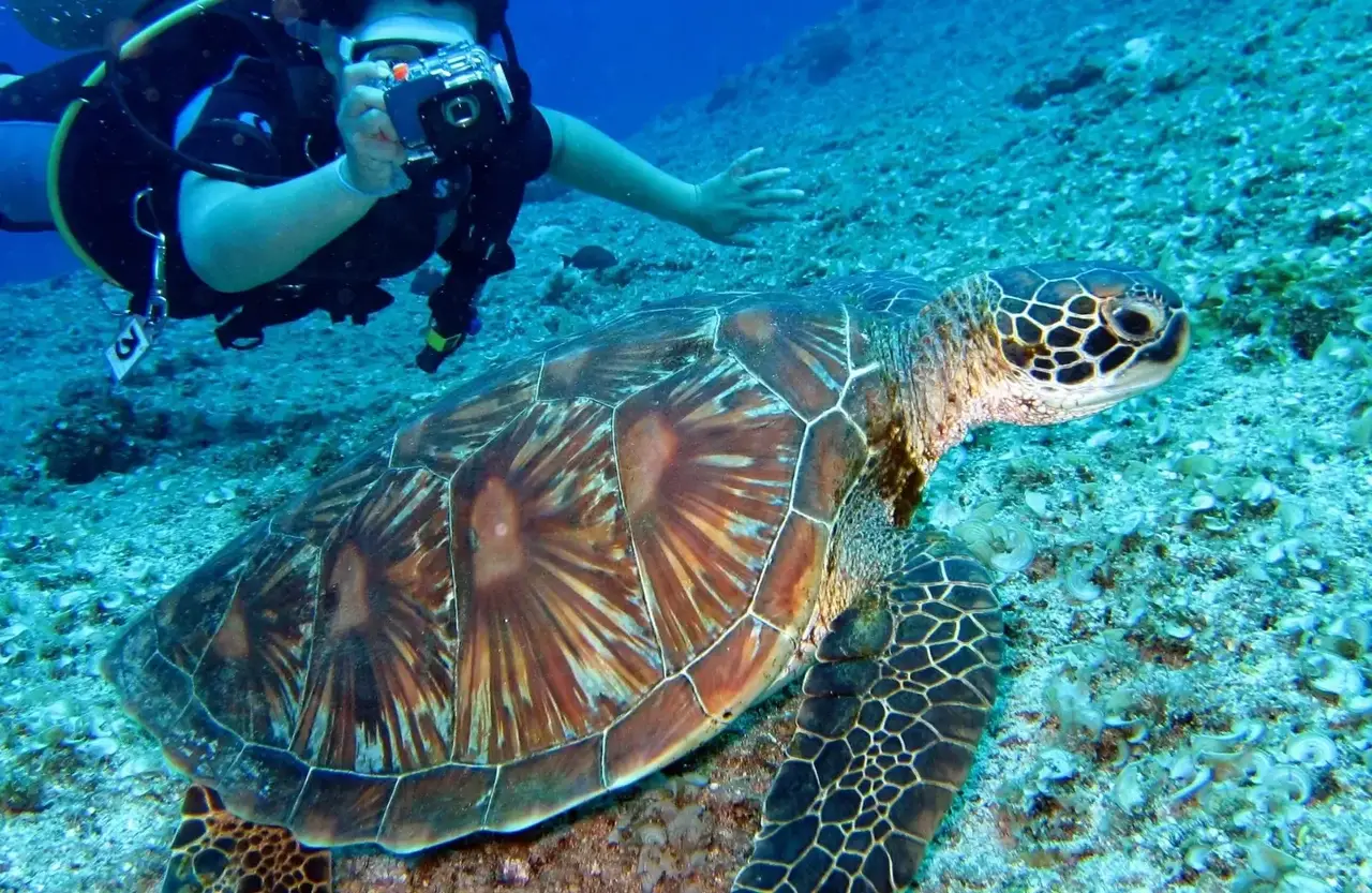 Diver with a camera beside a sea turtle on the reef