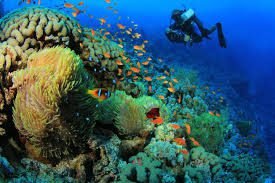 Discover the Best Diving Spots in Hurghada, Egypt