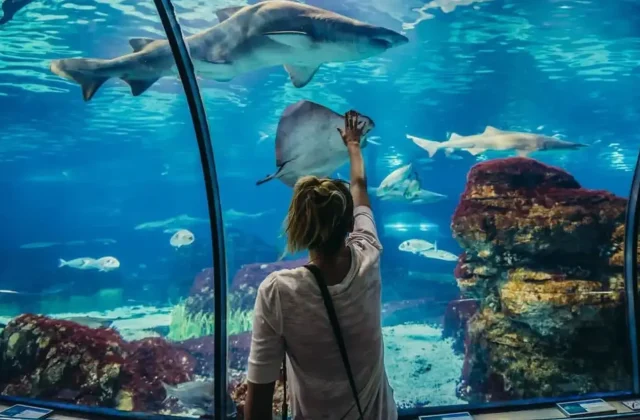Boy looking at fish through aquarium glass