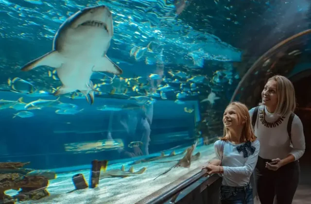Woman looking at marine life in an aquarium