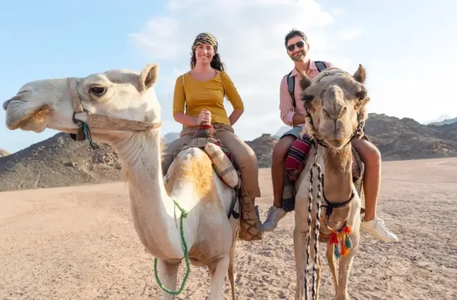 Camels in the desert with rocky mountains behind
