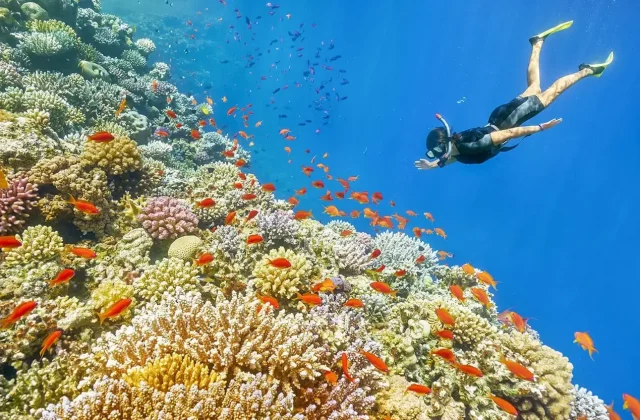 Scuba divers exploring a Red Sea coral reef near Hurghada