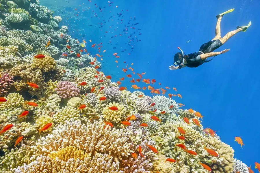 Scuba diver swimming over a Red Sea coral reef