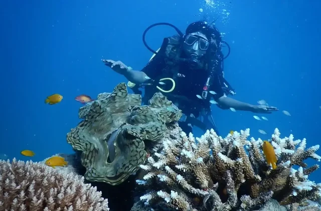 Diver looking at a giant clam on the reef