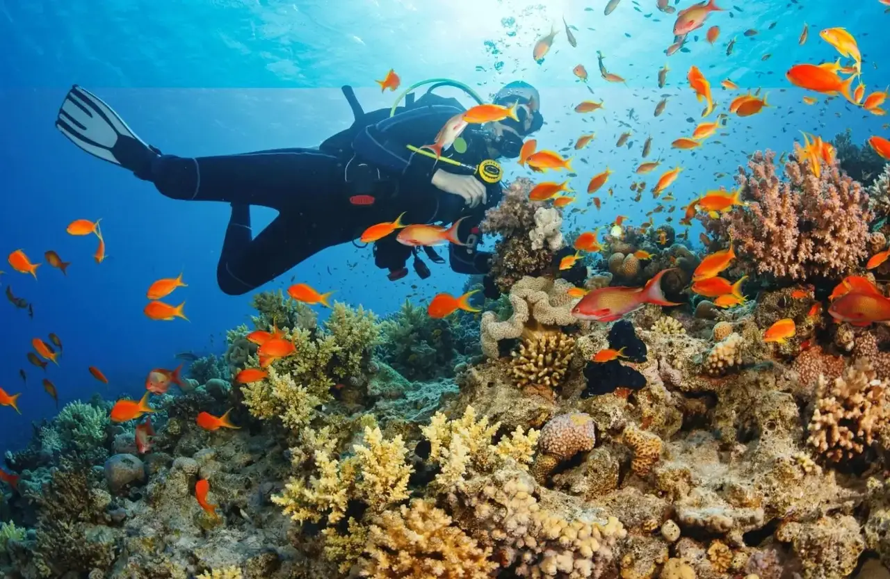 Diver surrounded by small orange reef fish