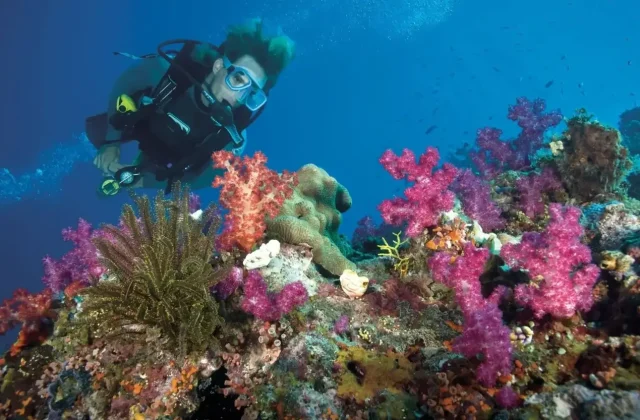 Diver next to colourful soft corals