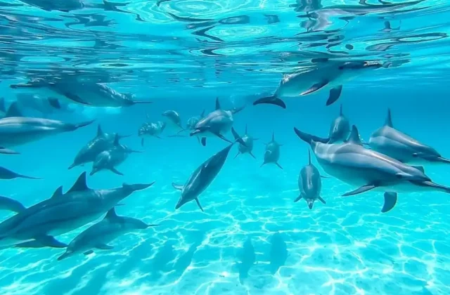 Pod of dolphins swimming together over a sandy sea floor