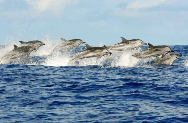 Pod of dolphins leaping out of the open sea