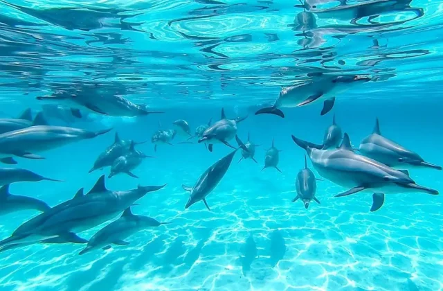Group of dolphins swimming over sandy shallows in clear blue water