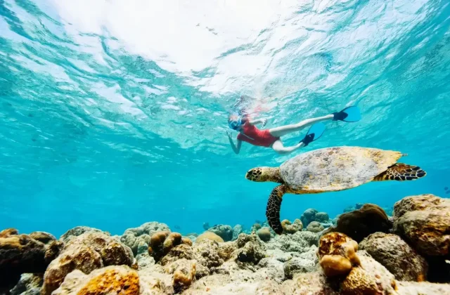 Snorkeler watching a sea turtle swim over a coral reef
