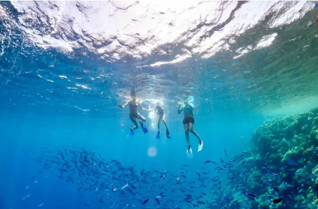 Snorkelers at the surface above a big school of fish beside a coral wall